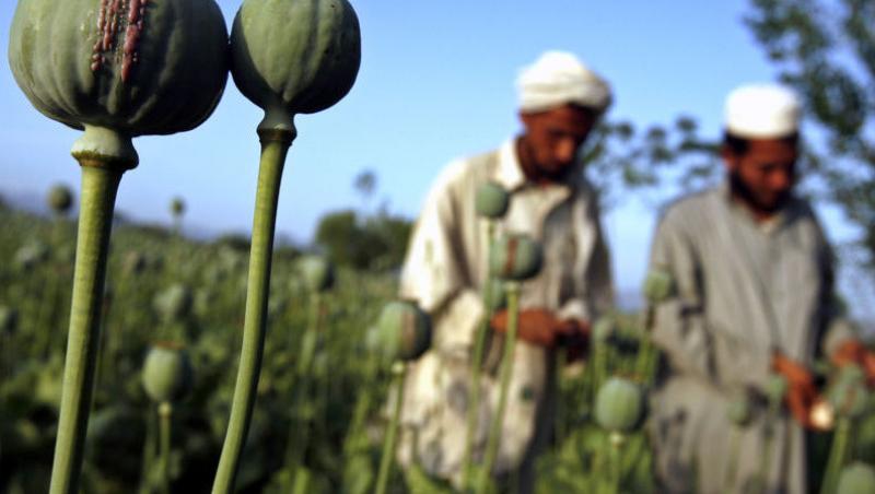 Productia de opiu din Afganistan a scazut cu 50%