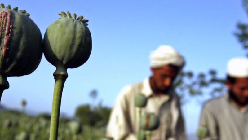 Productia de opiu din Afganistan a scazut cu 50%