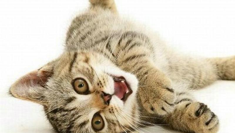 Litiera pisicii - reguli si moduri de intretinere