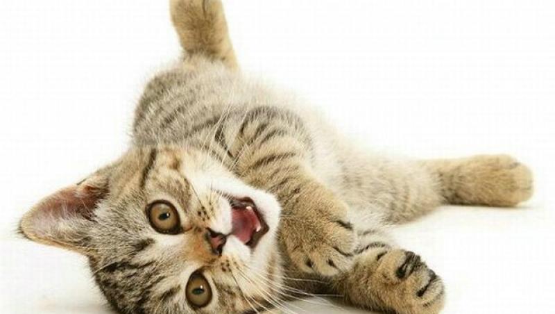 Litiera pisicii - reguli si moduri de intretinere