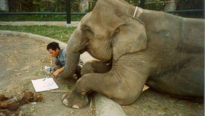 VIDEO! Kosik, elefantul vorbitor din Coreea de Sud, uimeste cercetatorii