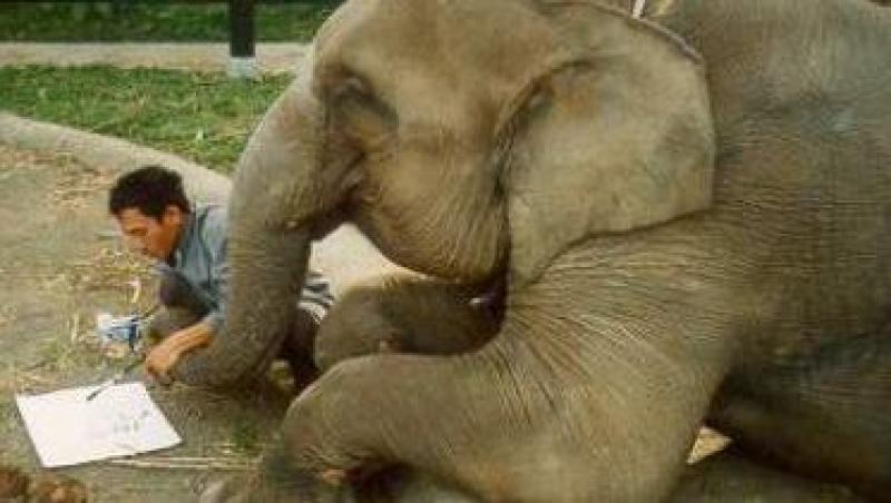 VIDEO! Kosik, elefantul vorbitor din Coreea de Sud, uimeste cercetatorii