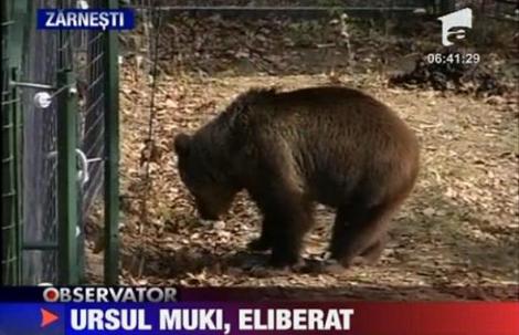 Ursul Muki a fost eliberat dupa 10 ani de izolare