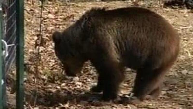 Ursul Muki a fost eliberat dupa 10 ani de izolare