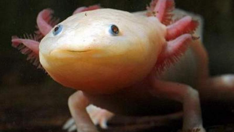 FOTO! Cele mai ciudate animale din lume