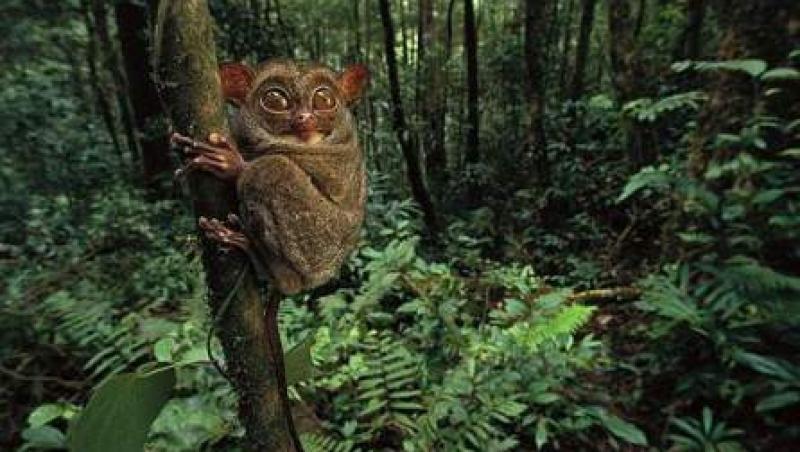 FOTO! Cele mai ciudate animale din lume