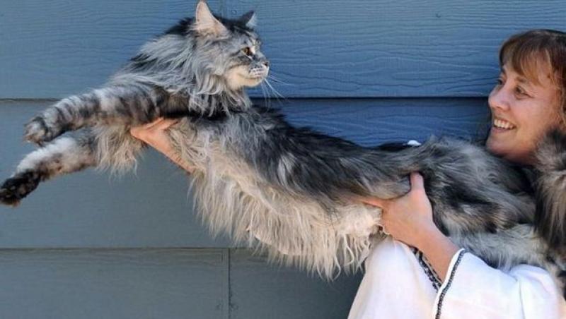 VIDEO! Cea mai lunga pisica din lume