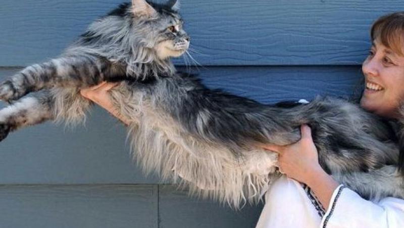 VIDEO! Cea mai lunga pisica din lume