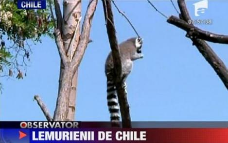 VIDEO! Chile: Lemurienii, cea mai noua atractie de la Zoo