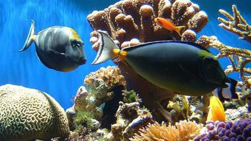 Coralii din Asia si Oceanul Indian, pe cale de disparitie