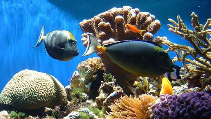 Coralii din Asia si Oceanul Indian, pe cale de disparitie