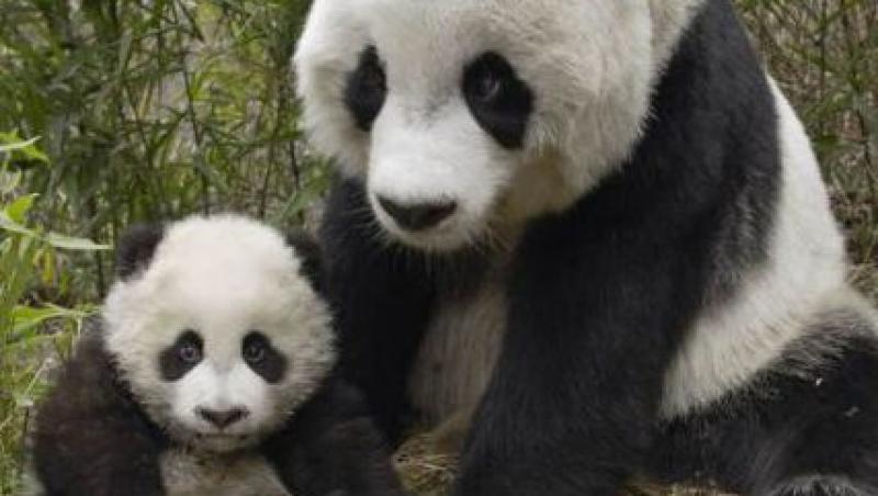 VIDEO! Miracol: inca 19 panda au aparut pe lume in 2010