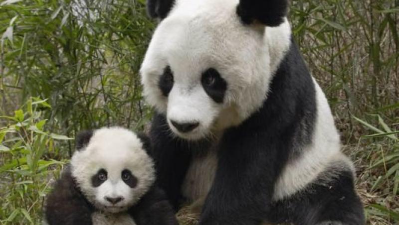 VIDEO! Miracol: inca 19 panda au aparut pe lume in 2010