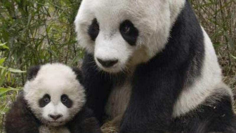 VIDEO! Miracol: inca 19 panda au aparut pe lume in 2010