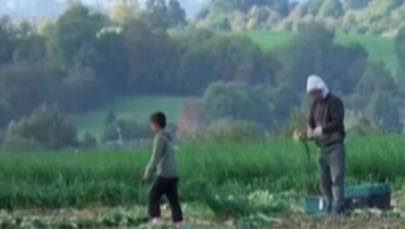 VIDEO: Copii romani, sclavi la cules in Marea Britanie