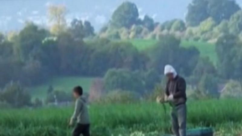 VIDEO: Copii romani, sclavi la cules in Marea Britanie