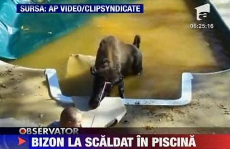 VIDEO! SUA: Unui bizon ii place scaldatul in piscina