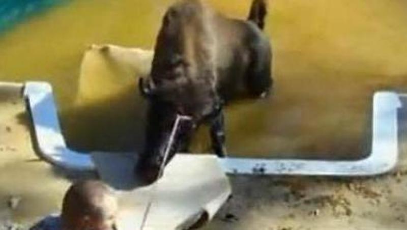 VIDEO! SUA: Unui bizon ii place scaldatul in piscina