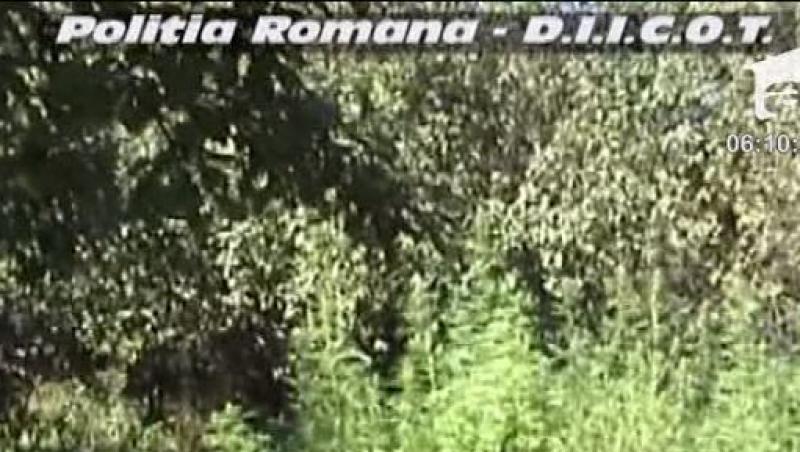 VIDEO! Plantatie de cannabis descoperita in Covasna