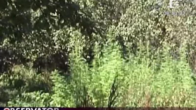 VIDEO! Plantatie de cannabis descoperita in Covasna