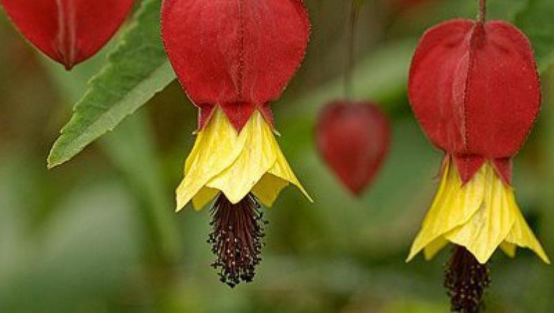 Abutilon, copacelul vesel din gradina