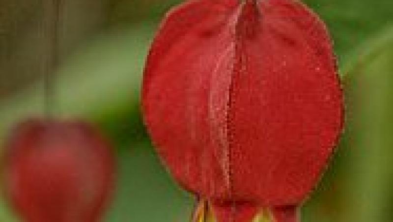 Abutilon, copacelul vesel din gradina