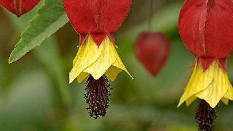 Abutilon, copacelul vesel din gradina