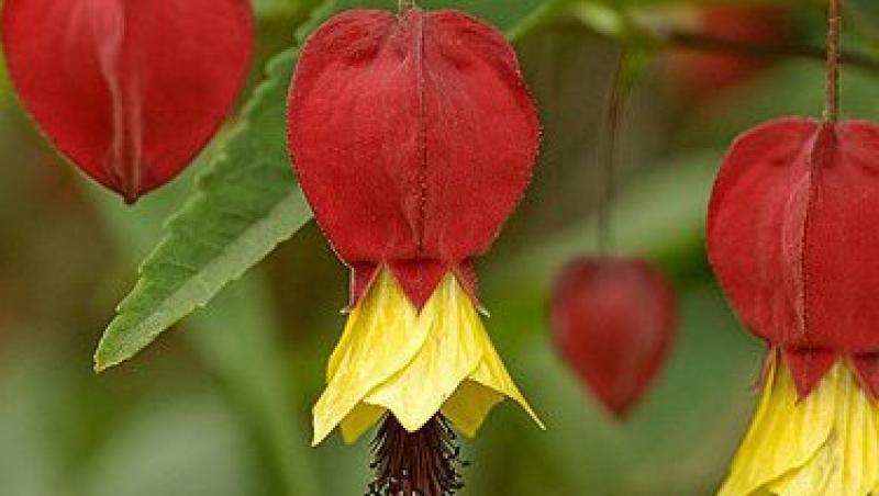 Abutilon, copacelul vesel din gradina