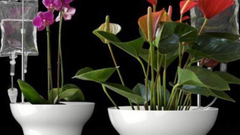 Idei ecologice: Vaza cu flori