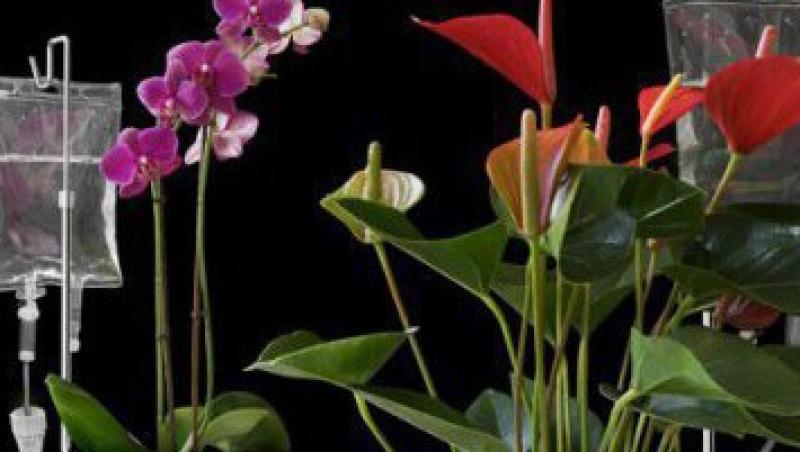 Idei ecologice: Vaza cu flori
