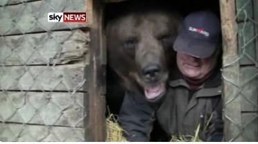 VIDEO! Un urs grizzly nu poate hiberna fara ingrijitorul sau