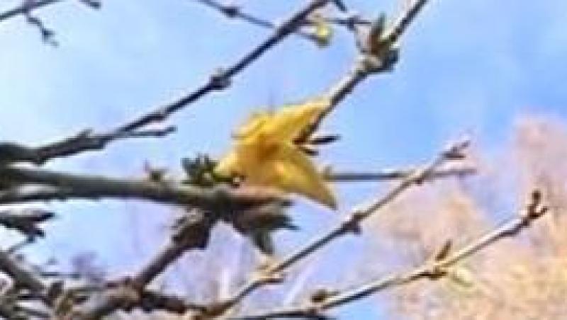 VIDEO! Brasov: Au imbobocit magnoliile