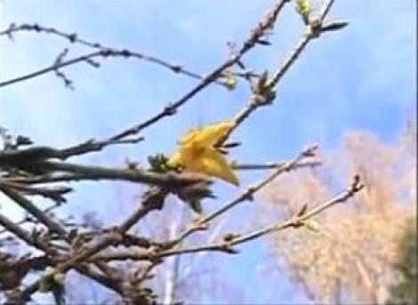 VIDEO! Brasov: Au imbobocit magnoliile