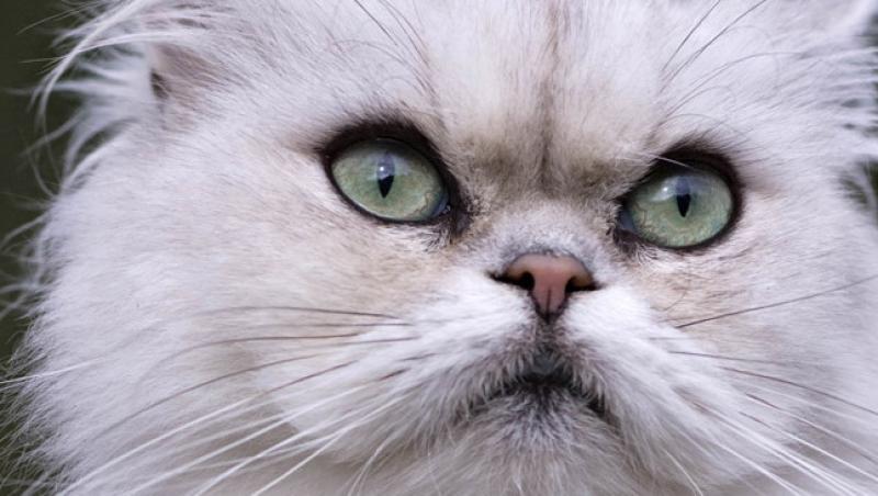 O rusoaica si-a reclamat pisica la politie, pe motiv ca are o bomba asupra ei