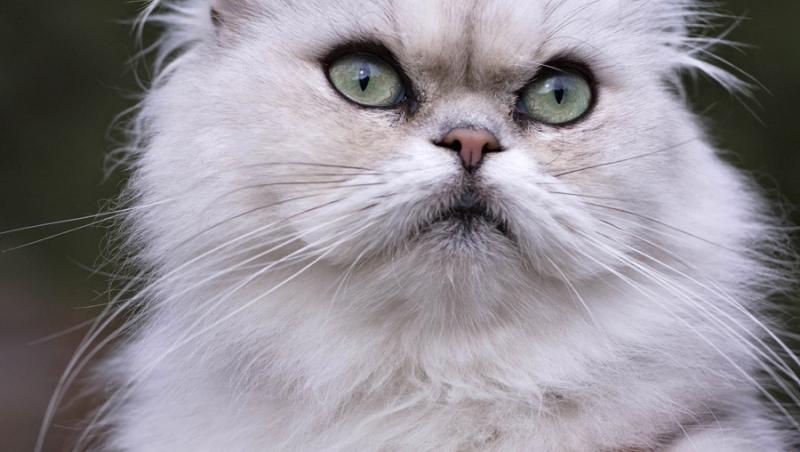 O rusoaica si-a reclamat pisica la politie, pe motiv ca are o bomba asupra ei