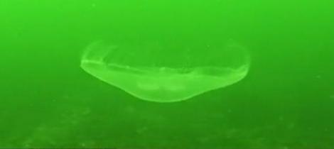 Marea Neagra, in pericol! Doua specii de meduze carnivore ucid pestii