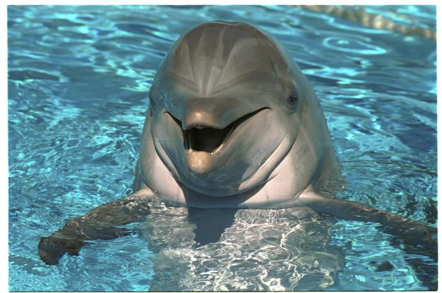 Studiu: Delfinii se recunosc cand se privesc in oglinda