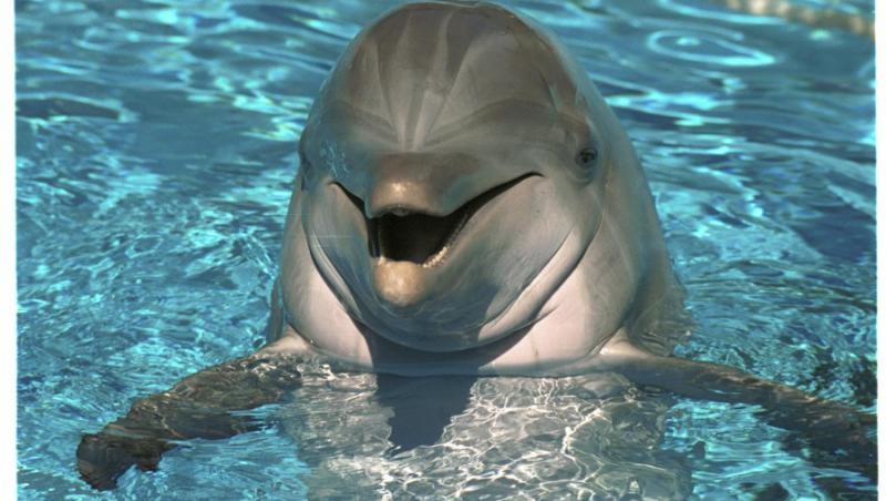 Studiu: Delfinii se recunosc cand se privesc in oglinda