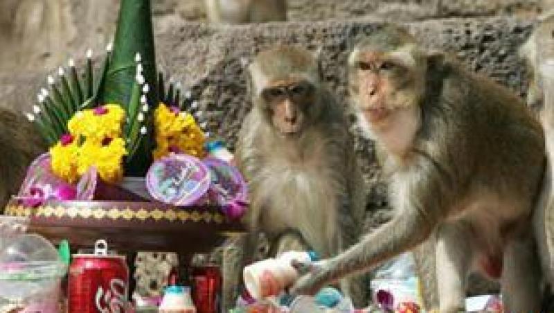 VIDEO! Banchetul maimutelor in Thailanda