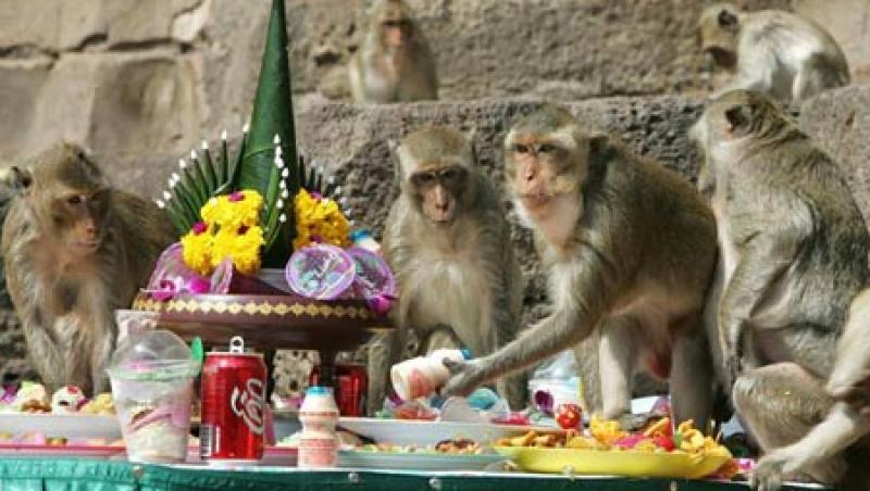 VIDEO! Banchetul maimutelor in Thailanda