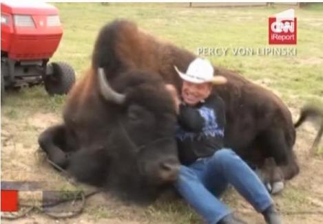 Cum sa ai un bizon animal de companie