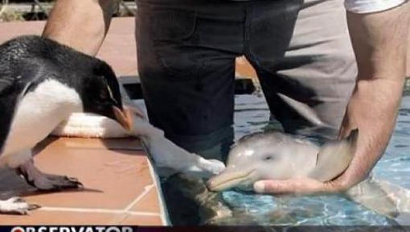 Un pinguin s-a imprietenit cu un delfin