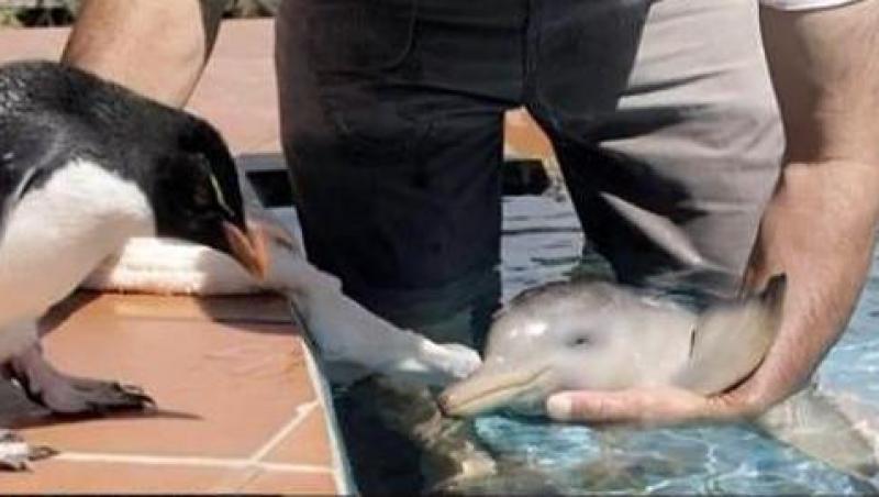 Un pinguin s-a imprietenit cu un delfin
