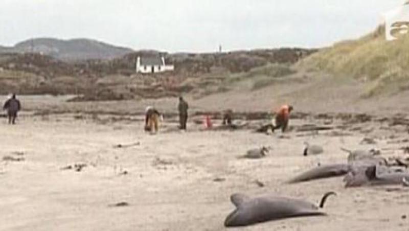Irlanda: 35 de balene gasite moarte pe tarm