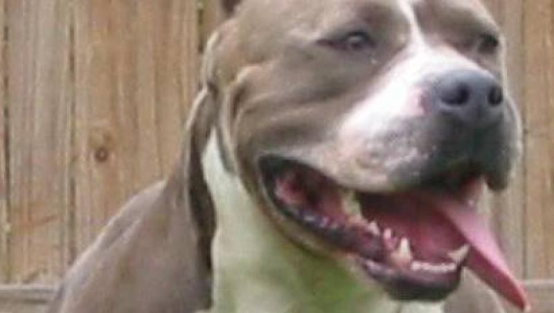 VIDEO! Parada cainilor pitbull