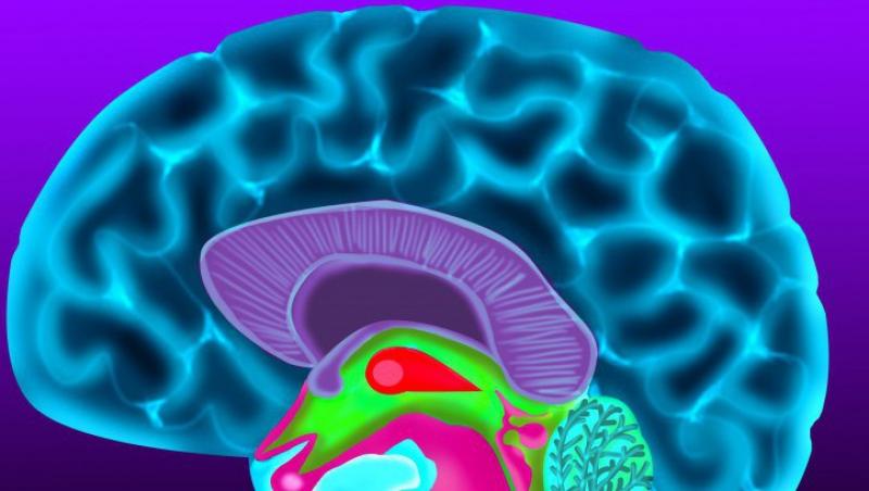 Studiu: Creierul invata un cuvant nou in mai putin de 15 minute