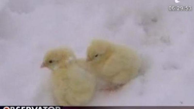 VIDEO! Rusia: Un milion de pui lasati sa moara de frig