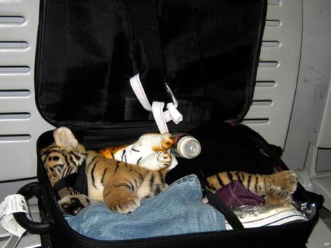 Anul 2010: cele mai ciudate lucruri confiscate pe aeroporturi