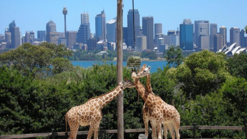 VIDEO! Cadouri la gradina zoologica  din Sydney