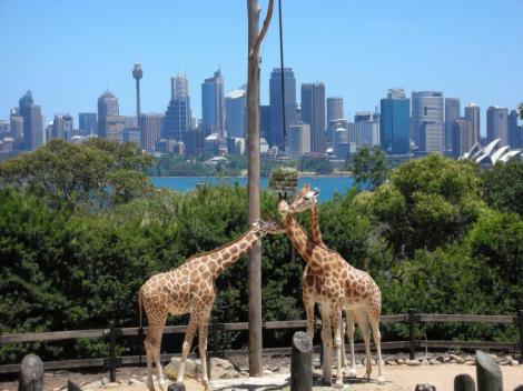 VIDEO! Cadouri la gradina zoologica  din Sydney